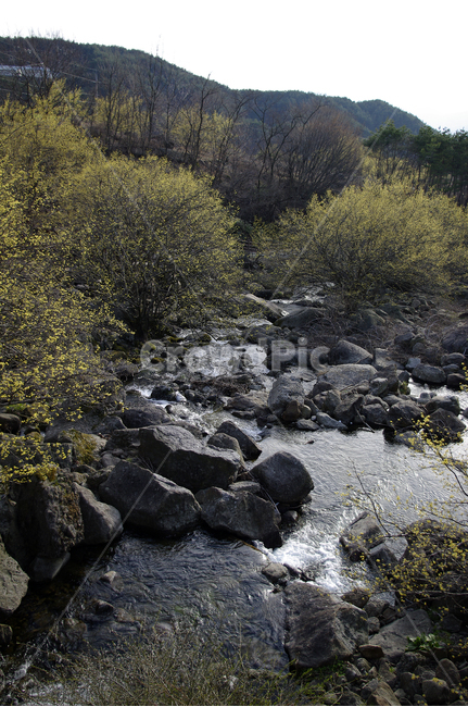 산수유,계곡,봄,봄날,봄풍경,봄꽃,감성,spring,flower,봄길,산책,봄나들이,식물,꽃,봄,계절,spring,season,자연,풍경,nature,landscape,한국자연풍경,한국자연경관,korea nature landscape,rubble,파편,water,물