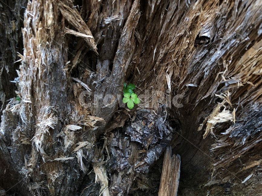 초록잎,plant,식물,그루터기,나무,nature,자연,풍경,nature,landscape