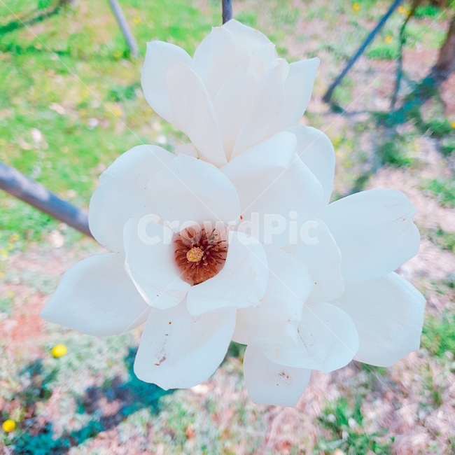 목련,꽃,흰색꽃,봄,봄꽃,백목련
