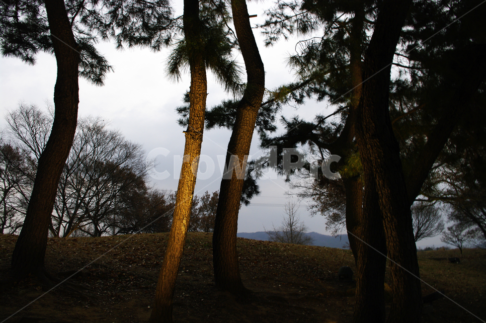 조명,빛,나무,소나무,식물,plant,자연,풍경,nature,landscape,식물,plants,나무,trees,wood,tree,tree trunk,나무 줄기
