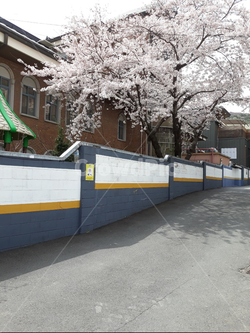 벚꽃,나무,벚꽃풍경,꽃,벚꽃나무