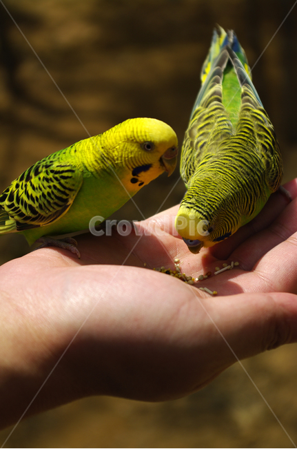 새,손,모이,앵무새,bird,동물,animal,조류,새,birds,사람,인물,인간,human,person,신체일부,몸,body