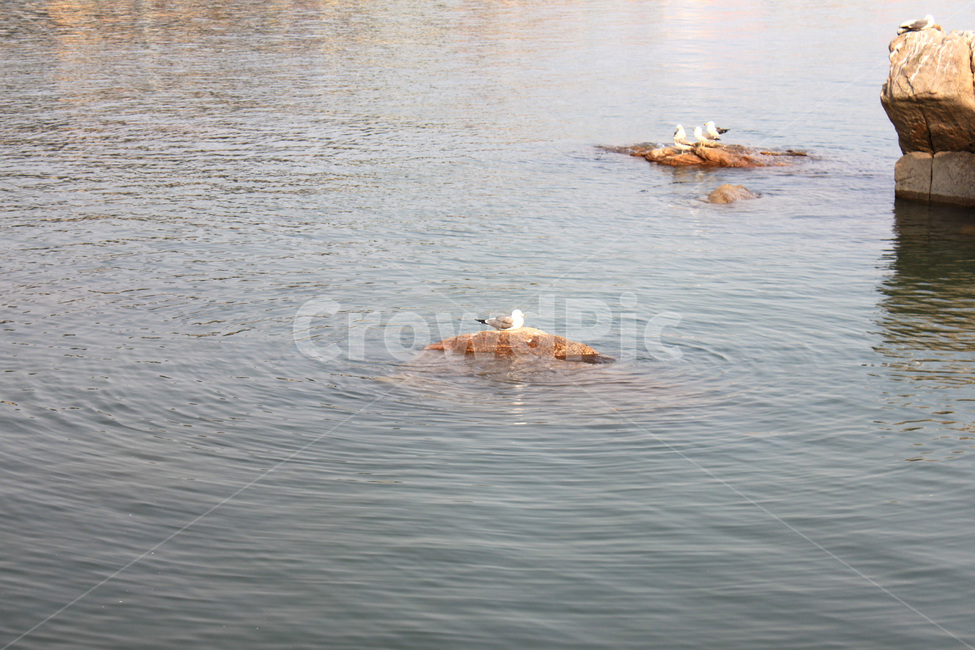 바다,물결,바위,돌,갈매기,새,경치,sea,wave,rock,commongull,bird,scenery,scene,view