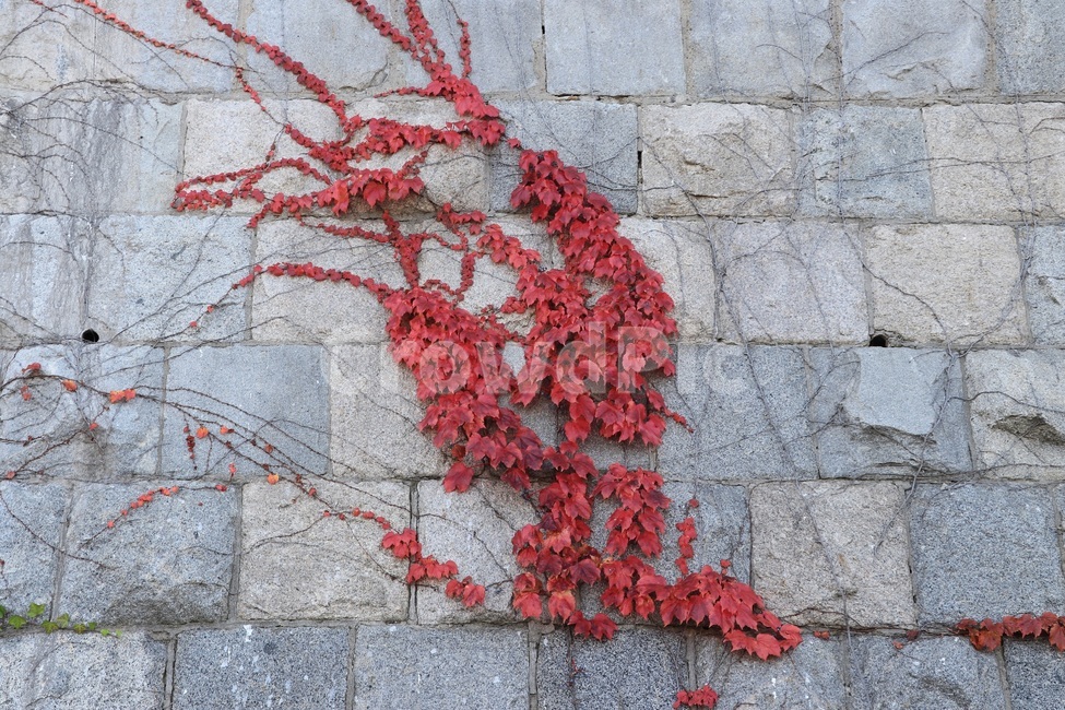 가을,낙엽,autumn,fall,leaves,fallenleaves,가을,계절,fall,autumn,season,식물,자연,plants,nature,plant,wall,벽