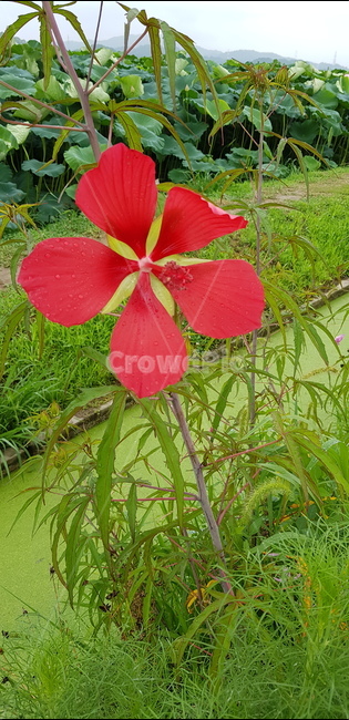 plant,꽃,능소화,flower,식물,식물,자연,plants,nature,꽃,flower