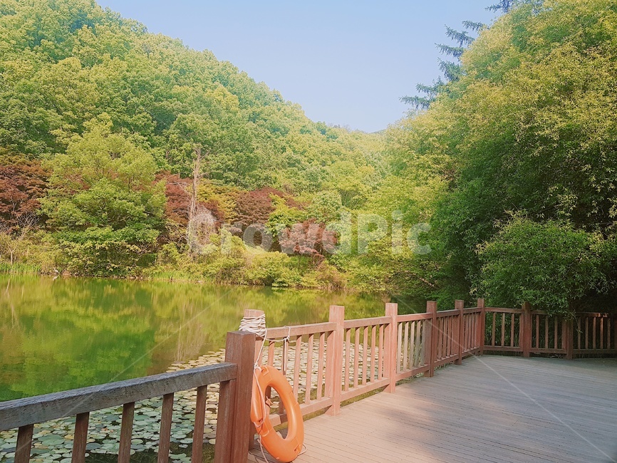 대전,풍경,산,계족산,나무,자연