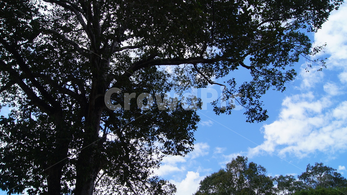 trees,tree,forest,cambodia,sky,blue,cloud,road,park,garden,landscape,green,nature,sun,sunny,sunnyday,나무,하늘,공원,숲,캄보디아,풍경,자연,해