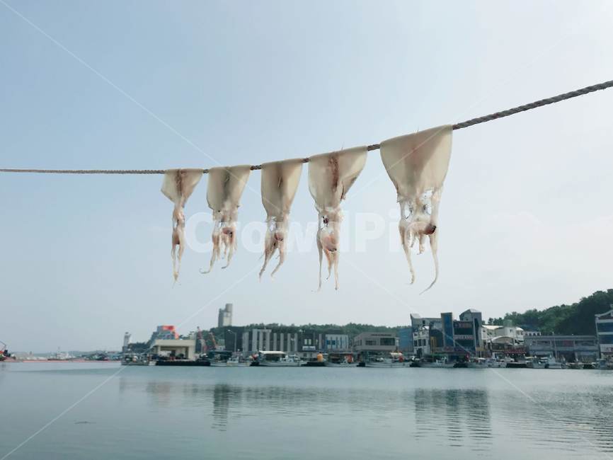 바다,해안,오징어,수산물,해물