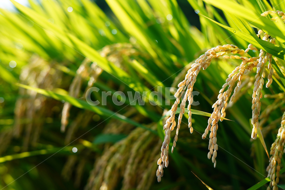 벼,벼농사,논,쌀,벼재배,곡식,농업,농사,agriculture,farming,farming industry