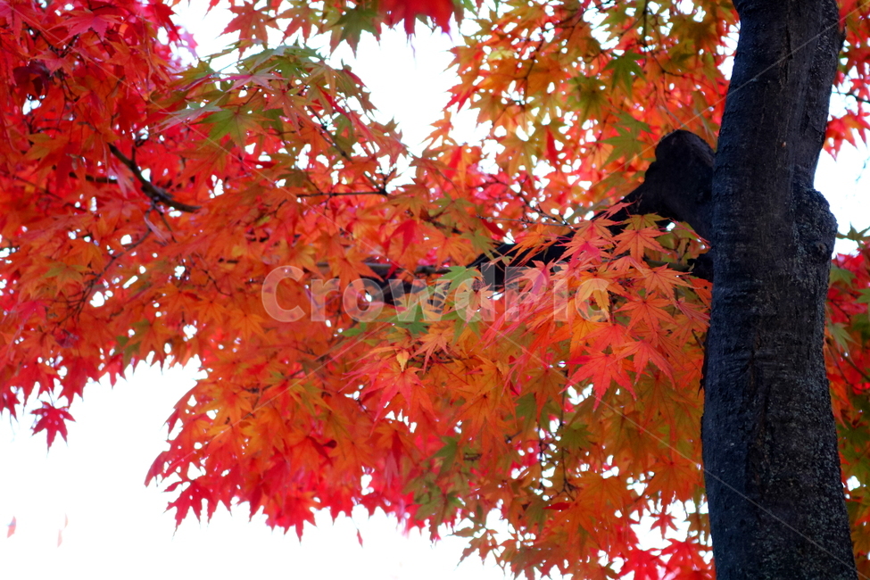 단풍,단풍나무,나무,식물,가을,자연,가을,계절,fall,autumn,season,식물,자연,plants,nature,나무,trees,wood,plant,leaf,잎,tree,maple