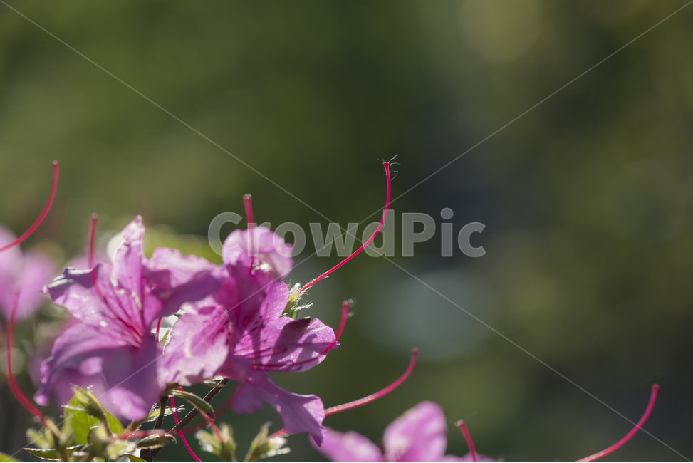 진달래꽃,flower,봄꽃,진달래,꽃술,봄소식,azaleaflower,플라워,plant,꽃,식물,blossom,pollen,봄,azalea,제철꽃,춘화,삼월,정원화,정원꽃,화단꽃,봄철꽃,생화,이른봄꽃,조춘화,진달래색,분홍색,자주색,자주꽃,영춘,진홍꽃,진홍색꽃,식물,자연,plants,nature,꽃,flower