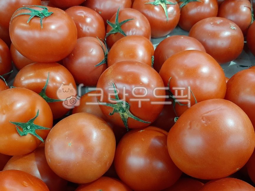 plant,식물,토마토,야채,채소,열매,비타민,음식,후직