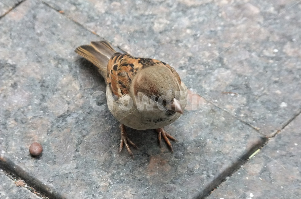 풍경,자연,새,참새,동물,동물,animal,조류,새,birds