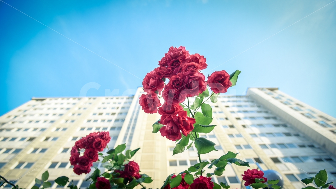 하늘,장미,꽃,아파트,풍경,식물,자연,plants,nature,꽃,flower