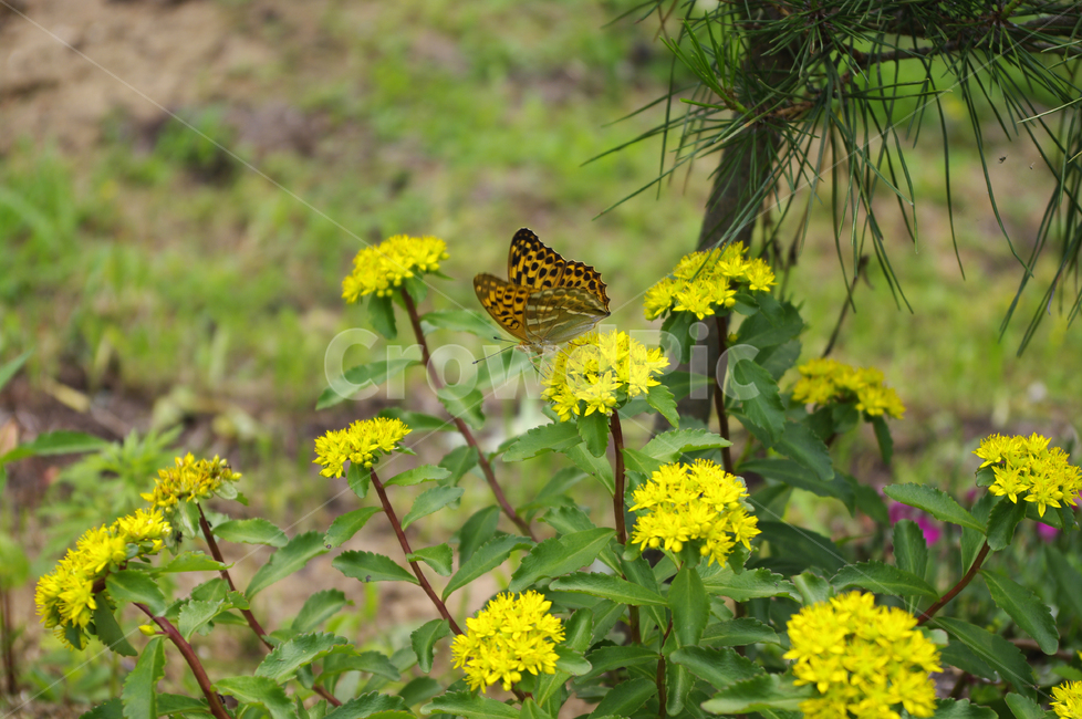 꽃,식물,flower,plant,나비,식물,자연,plants,nature,꽃,flower,동물,animal,곤충,벌레,insect,bug