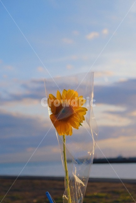 plant,식물,blossom,꽃,flowerarrangement,꽃꽂이,flowerbouquet,꽃부케,flower,꽃다발,bunchofflowers,해바라기,sunflower