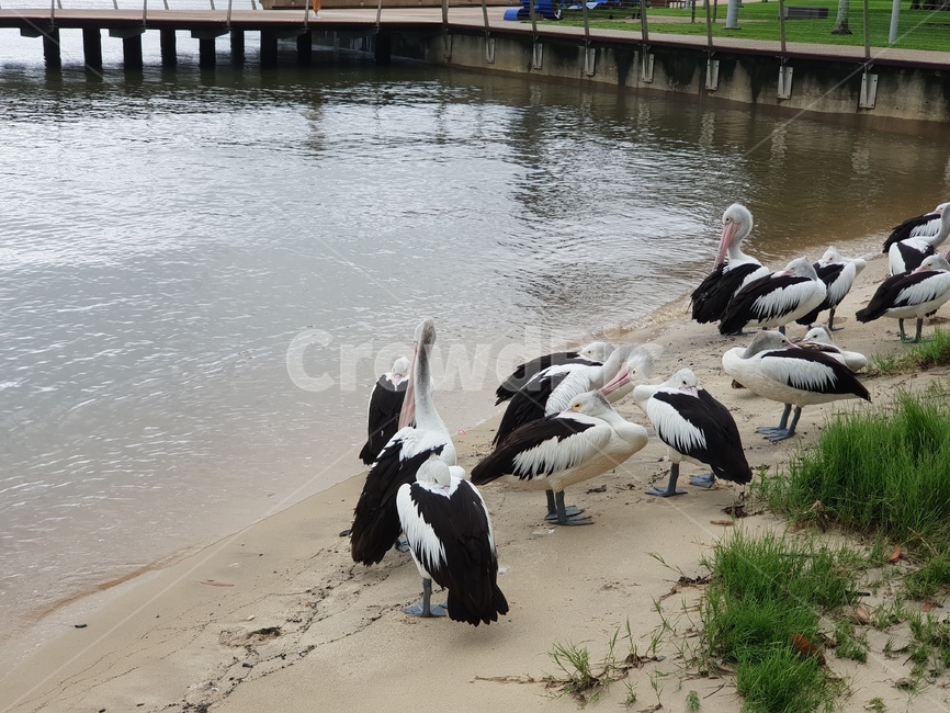 bird,새,펠리칸,pelican,펠리컨,사다새,animal,동물