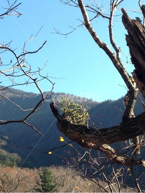 겨우살이,설악산,자연,식물,풍경,겨울,계절,winter,season,식물,자연,plants,nature,나무,trees,wood