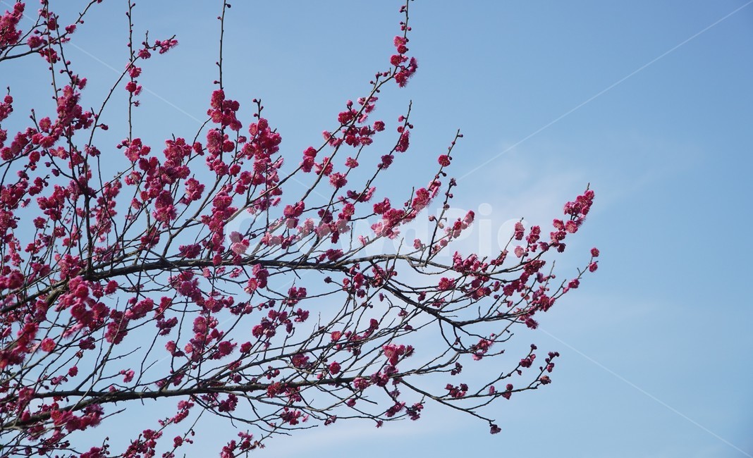 plant,식물,flower,꽃,blossom,하늘,옥외,자연,nature,sky,outdoors,pink,식물,자연,plants,nature,꽃,flower