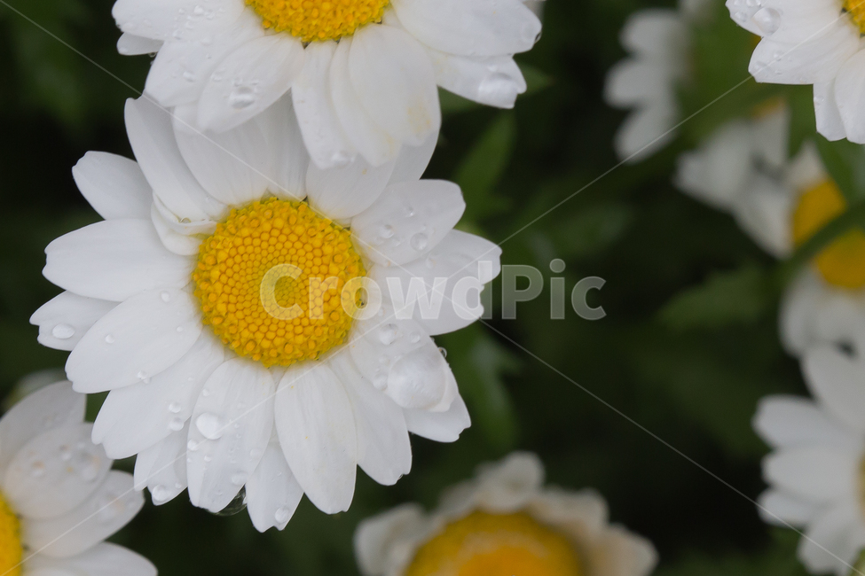 민들레,봄꽃,이슬,아침이슬,귀여운,식물,자연,plants,nature,꽃,flower,감성,sensible,feeling