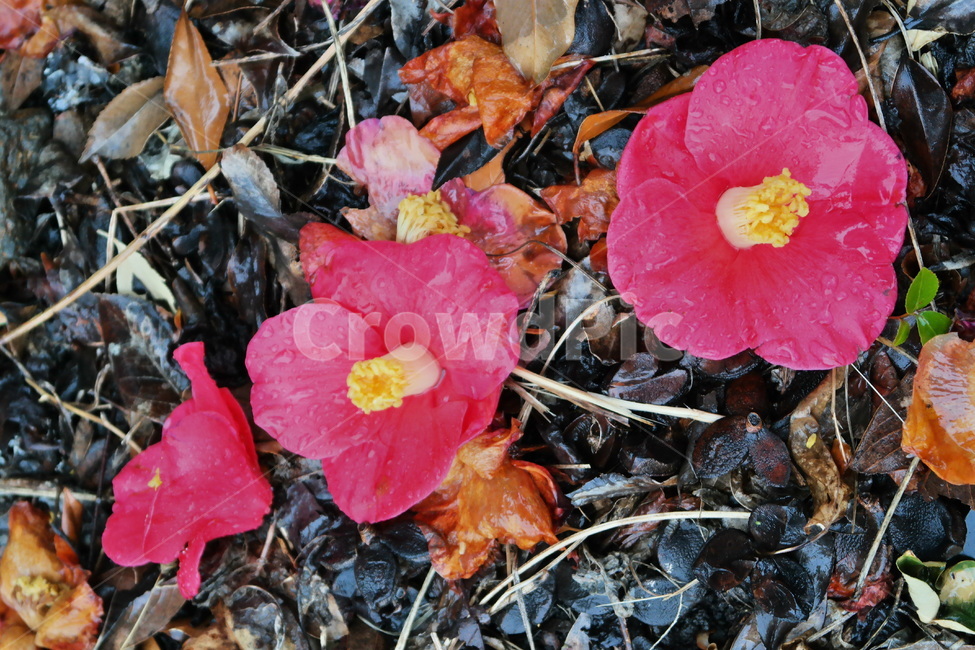 rain,winter flowers,blossom,winter,raindrop,flower,red flower,Red,red,camellia flower,plant,Rainy Day,falling flower,wet in the rain,Emotion,camellia