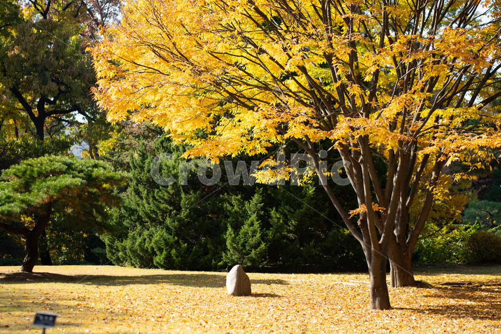 가을,낙엽,노랑,햇빛,빈티지,햇살,단풍,나무,공원,가을,계절,fall,autumn,season,자연,풍경,nature,landscape,식물,plants,나무,trees,wood,tree,plant