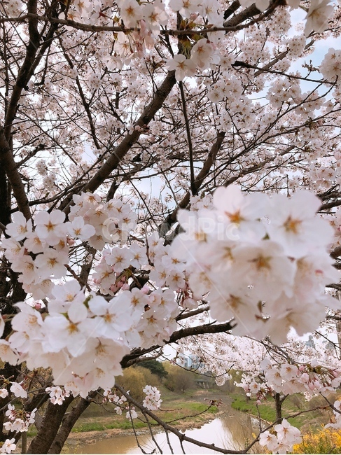 벗꽃,봄,개천가,서울,왕벗꽃