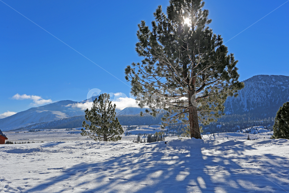 식물,tree,나무,nature,자연,california,겨울,계절,winter,season,자연,풍경,nature,landscape