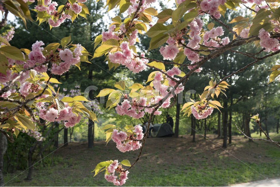 나들이,겹벚꽃,분홍색,공원,월드컵공원,매직아워,꽃,flower,햇살,봄,계절,spring,season,식물,자연,plants,nature,꽃,flower,plant