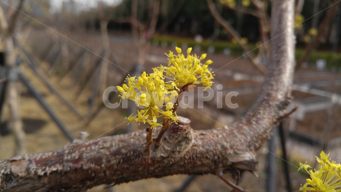 산수유,노란꽃,노란색,꽃,봄꽃,나무,sansuyu,yellowflower,yellow,flower,springflower,tree,outdoor,bloom,식물,자연,plants,nature,꽃,flower