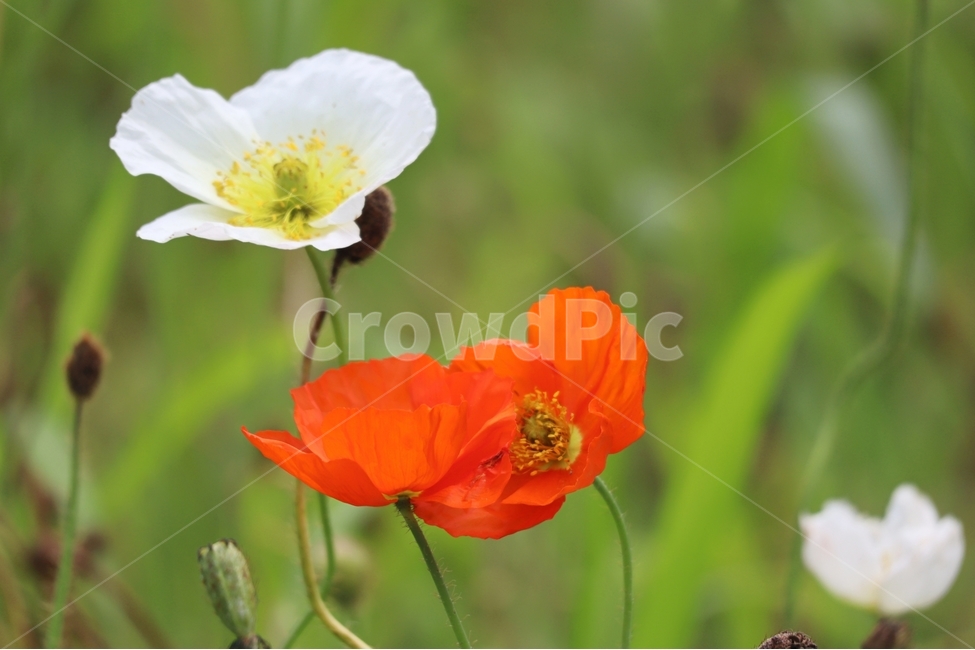 양귀비꽃,빨강,하얀,봄,자연,식물,자연,plants,nature,꽃,flower