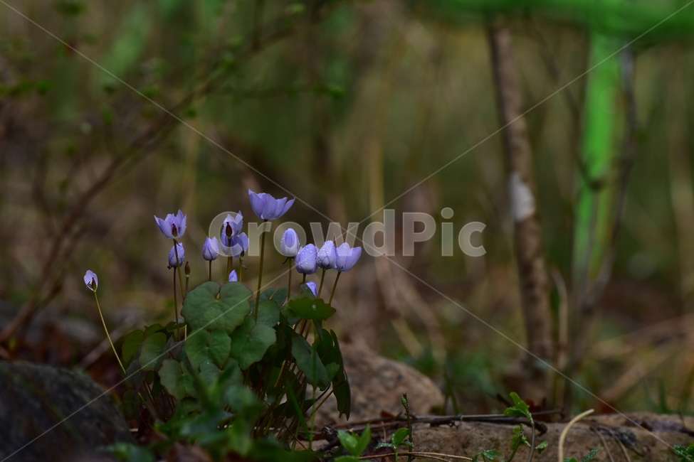 깽깽이풀,야생화,봄,꽃,풀꽃,자연,식물,식생,plants,nature,spring,season,flower