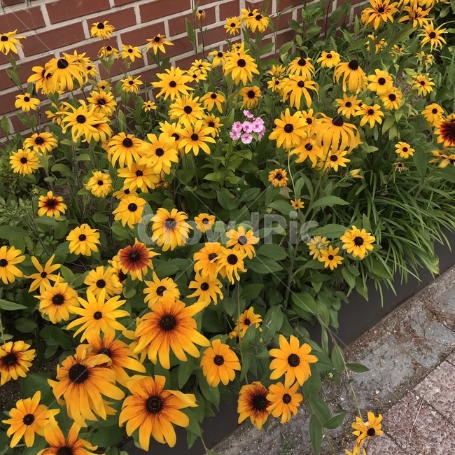 plant,식물,blossom,flower,꽃,해바라기