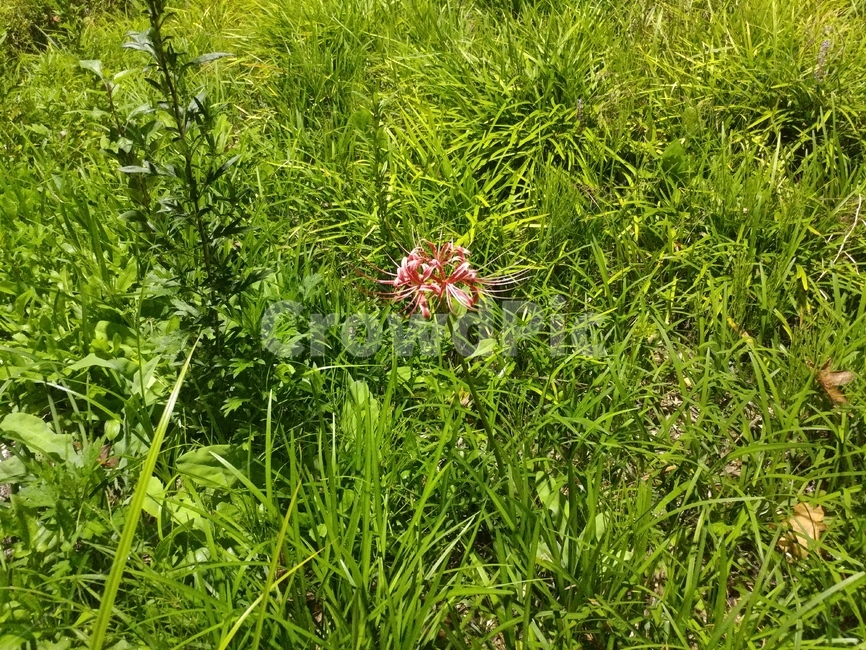 자연,식물,풀,초록,녹색,식물,자연,plants,nature,꽃,flower