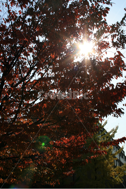가을,단풍,햇살,빛,가을빛,나무,나뭇잎,가을,계절,fall,autumn,season,식물,자연,plants,nature,나무,trees,wood,flare,플레어,light