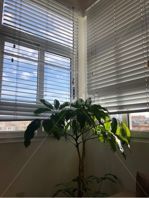 실내,자연광,식물,인테리어,사물,그림자,자연,식물,자연,plants,nature,실내용화초,화분,화초,house plant,인테리어,실내디자인,interior design