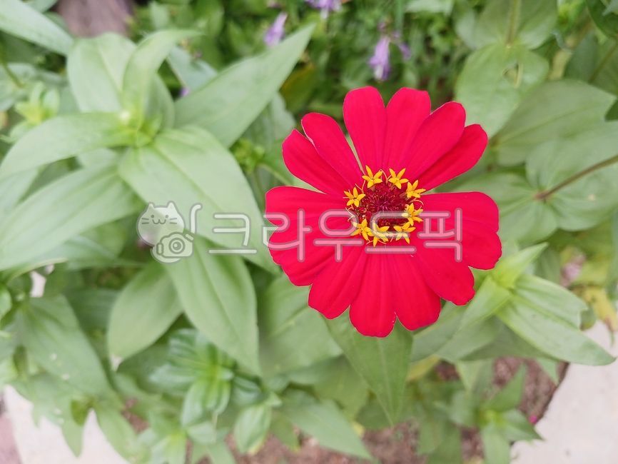 백일홍,꽃,초목,식물,빨간꽃,꽃속의꽃,아름다운,예쁜,활짝핀,flower,plant,vegetation,redflower