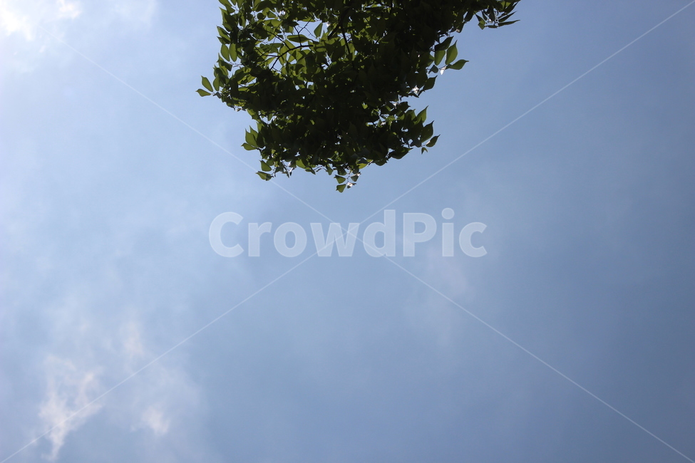 하늘,풍경,나무,sky,landscape,tree,자연,풍경,nature,landscape