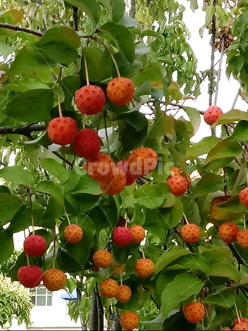 산딸나무,식물,열매,plant,들매나무,미영꽃나무,四照花,kousadogwood,준딸나무,소리딸나무,애기산딸나무,굳은산딸나무,과일,열매,fruit
