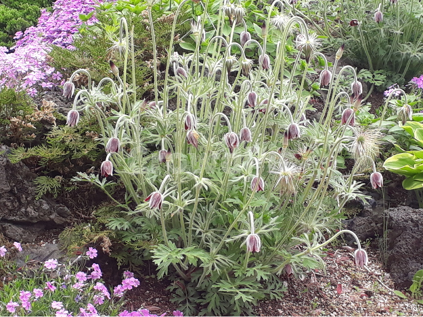 꽃,할미꽃,약초,봄,flower,spring,herbalmedicine,야외,한국,korea,pasqueflower,wildflower,들꼬,식물,자연,plants,nature,꽃,flower