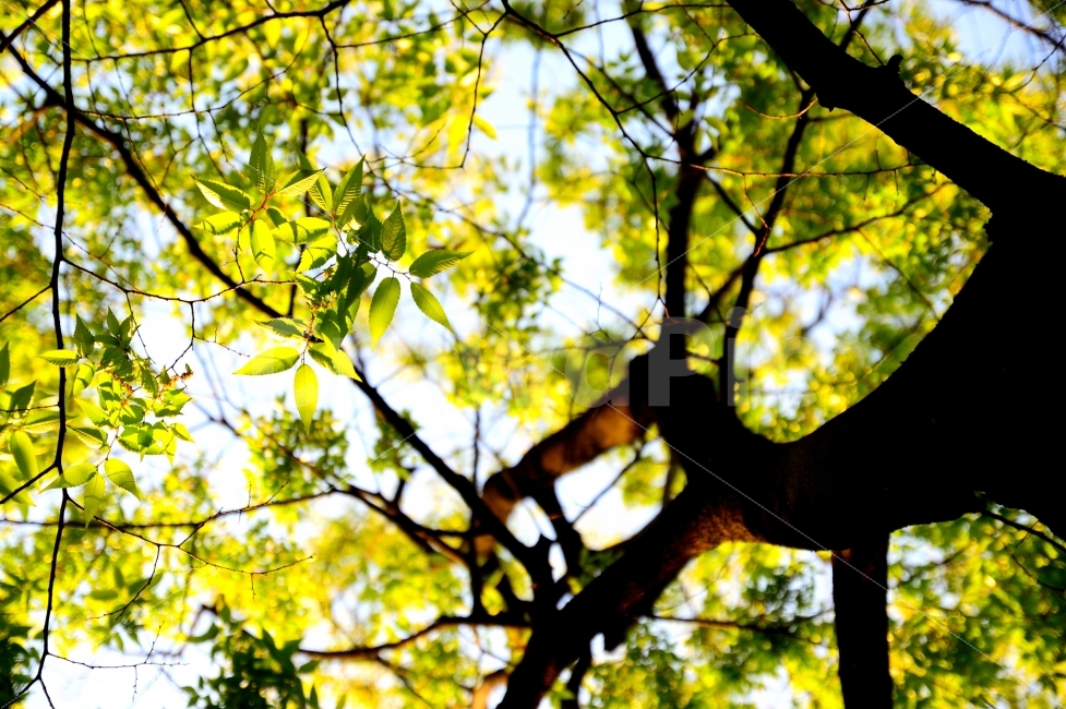 나무,초록,산림,삼림,수풀,나뭇잎,여름,생명,자연,나뭇가지,하늘,TREE,GREEN,NATURE,NATURAL,SUMMER,LIFE,PLANT,BRANCH,WOOD,FOREST,숲,식물,자연,plants,nature