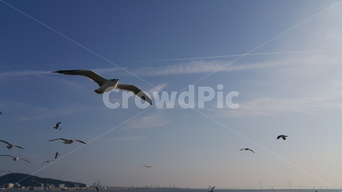 새,갈매기,하늘,자유,flying
