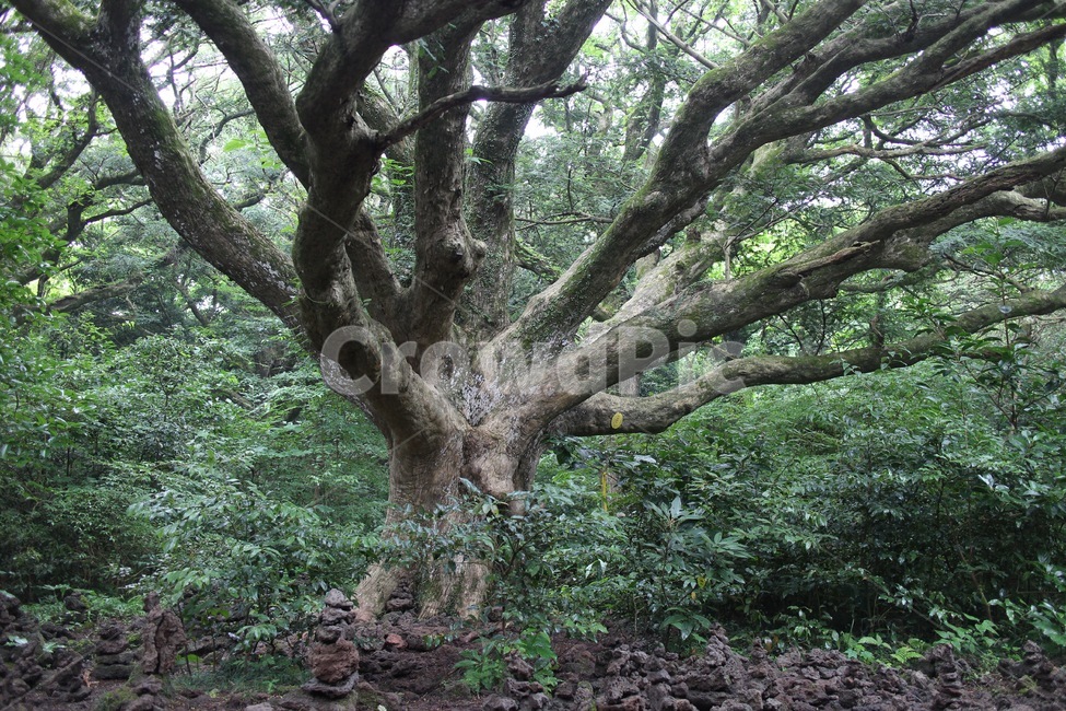 나무,숲,비자림,제주도,수목,식물,자연,plants,nature,나무,trees,wood