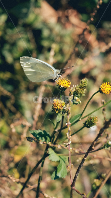 나비,들꽃,자연,꽃,생물,봄,식물,자연,plants,nature,꽃,flower,곤충,벌레,insect,bug