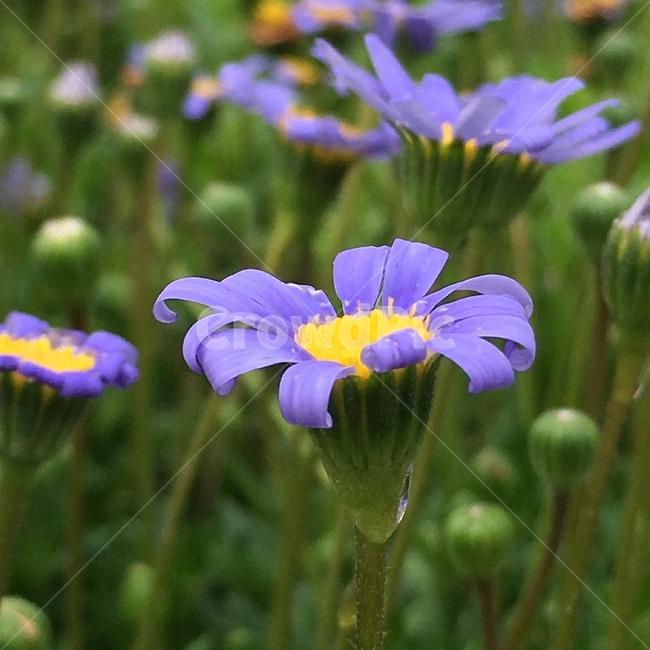 청하국,꽃,화초,식물,행복,청색꽃,식물,자연,plants,nature,꽃,flower