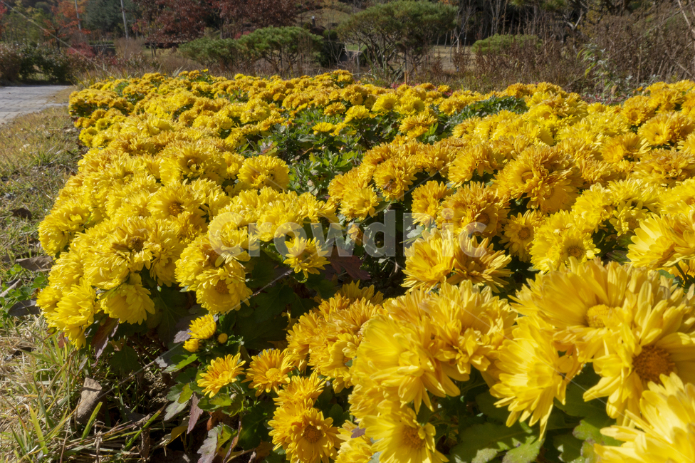 국화꽃,꽃길,산책,야외,가을,나들이,식물,자연,plants,nature,꽃,flower