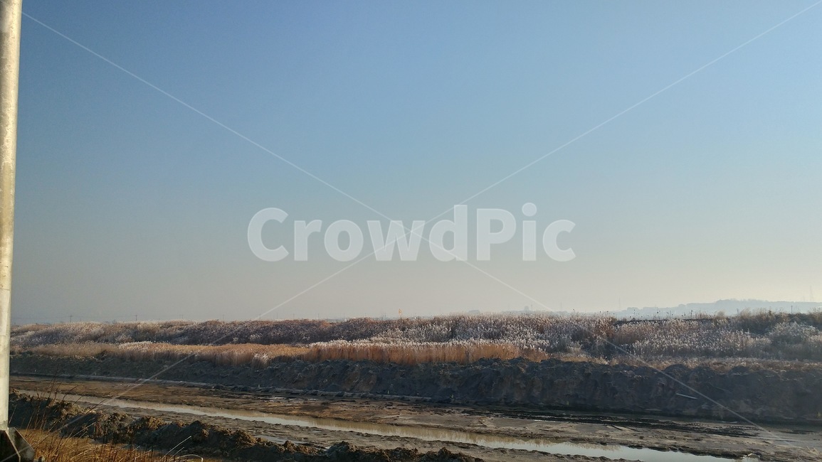 겨울,억새,하늘,풍경,가을,겨울,계절,winter,season