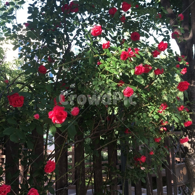 장미,정원,garden,꽃,꽃덩굴,식물,자연,plants,nature,꽃,flower