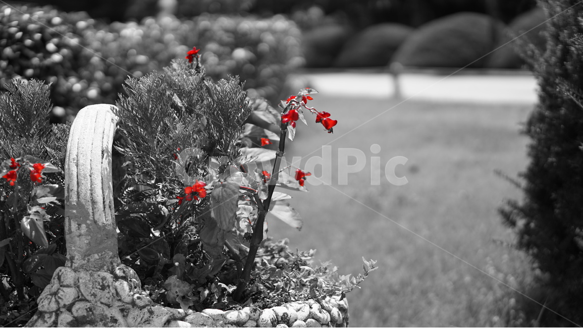 외도,흑백,꽃,장미,여름,식물,자연,plants,nature,꽃,flower,흑백,모노톤,monochrome,black and white