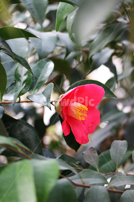 동백,동백꽃,꽃,빨간꽃,식물,빨강,자연,꽃밭,정원,봄,꽃송이,식물,자연,plants,nature,꽃,flower